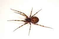 Lepthyphantes minutus
