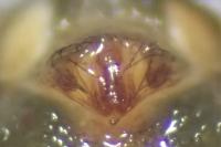 Lepthyphantes minutus