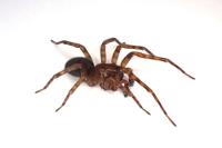 Amaurobius similis