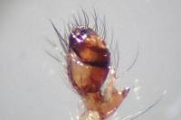 Metellina mengei