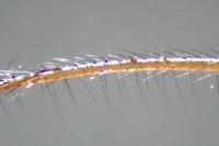 Metellina mengei