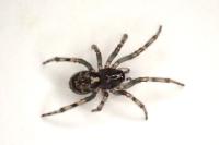 Enoplognatha mandibularis