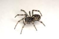 Enoplognatha mandibularis