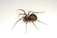 Lepthyphantes minutus