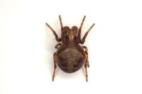 Araneus