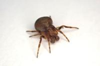 Araneus