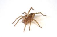 Anyphaena accentuata