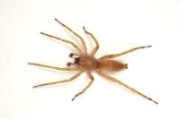 Clubiona terrestris