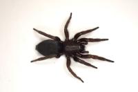 Scotophaeus scutulatus