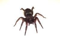 Scotophaeus scutulatus
