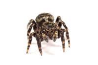 Pseudeuophrys erratica