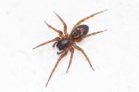 Amaurobius