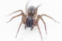 Amaurobius