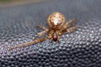 Zygiella x-notata