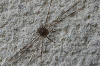 Dicranopalpus ramosus