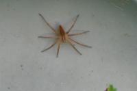 Pisaura mirabilis