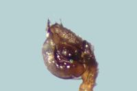 Gnathonarium dentatum