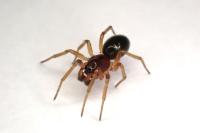 Gnathonarium dentatum