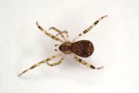 Episinus maculipes