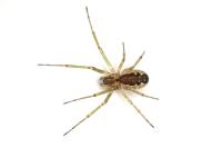 Neriene peltata