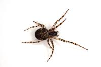 Metellina merianae