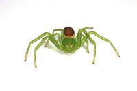 Diaea dorsata
