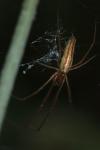 Tetragnatha