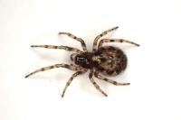 Enoplognatha mandibularis