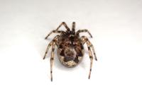Enoplognatha mandibularis