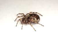 Enoplognatha mandibularis