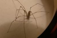 Holocnemus pluchei