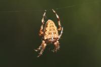 Araneus diadematus