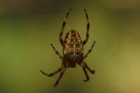 Araneus diadematus
