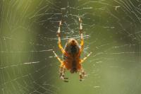 Araneus diadematus