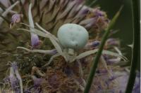 Misumena vatia