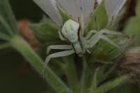 Misumena vatia