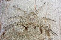 Philodromus margaritatus