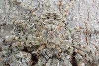 Philodromus margaritatus