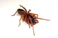 Dysdera erythrina