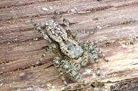 Marpissa muscosa