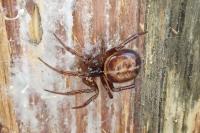 Steatoda bipunctata