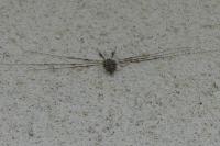 Dicranopalpus ramosus