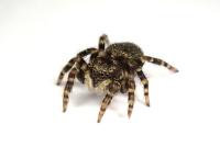 Pseudeuophrys erratica