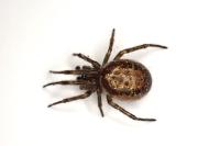 Steatoda nobilis