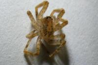 Zoropsis spinimana