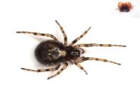 Enoplognatha mandibularis