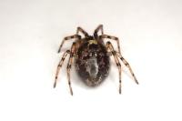 Enoplognatha mandibularis