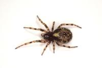 Enoplognatha mandibularis