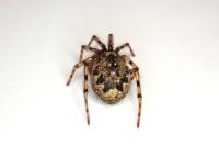 Enoplognatha mandibularis