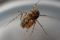 Scytodes thoracica